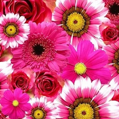 A-tribute-to-gerbera Flora Queen