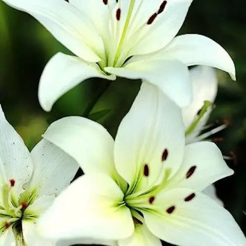 Lilies-the-noblest-of-flowers Flora Queen