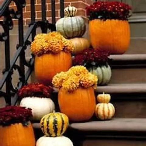 HALLOWEEN-FLOWERS-PARADE-AMIDST-PUMPKINS-AND-MONSTERS Flora Queen