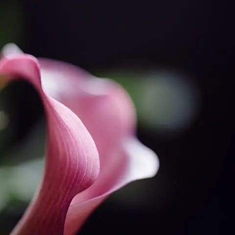 Birth-Flowers Flora Queen