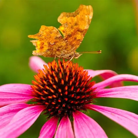 Do-you-know-which-is-the-most-romantic-butterfly Flora Queen
