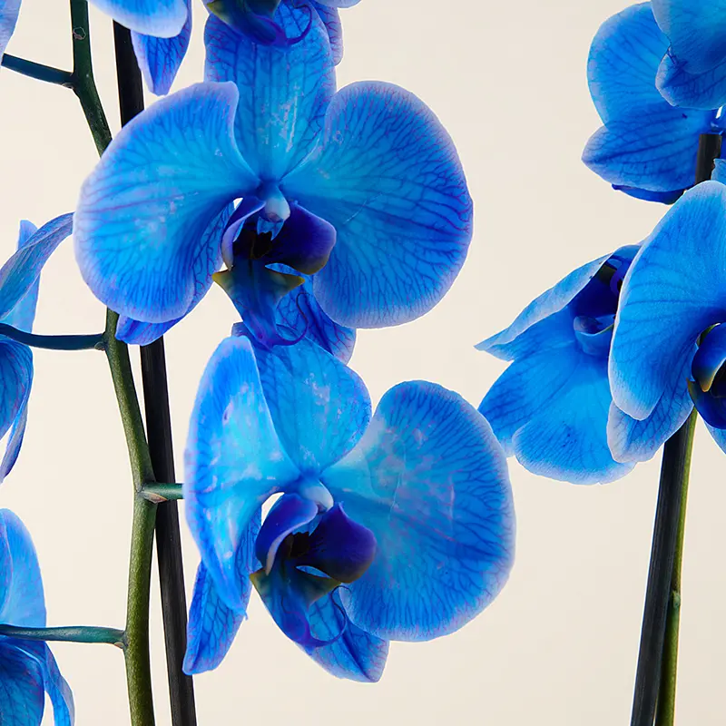Exotic Blue Flora Queen