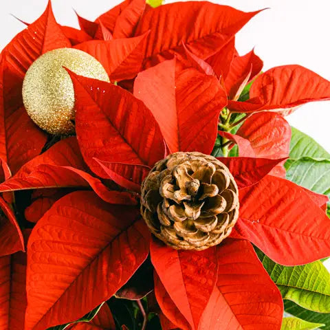 Merry Days Flora Queen Flora Queen