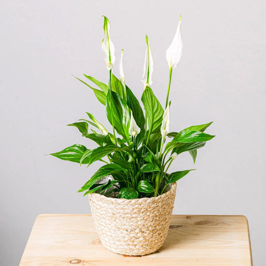 Light Reflections Flora Queen