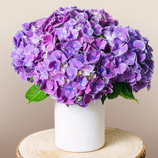 Magic Garden Flora Queen Flora Queen