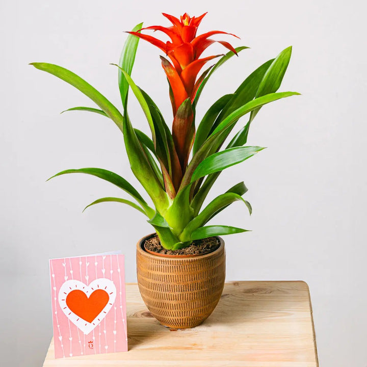 Blooming Heart Flora Queen