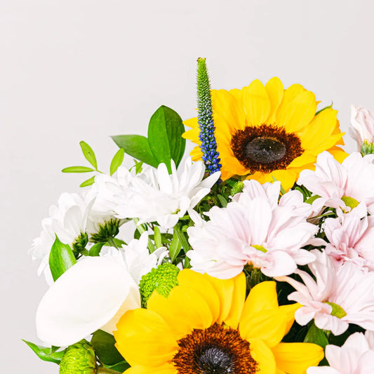 Sunny Lily Flora Queen Flora Queen