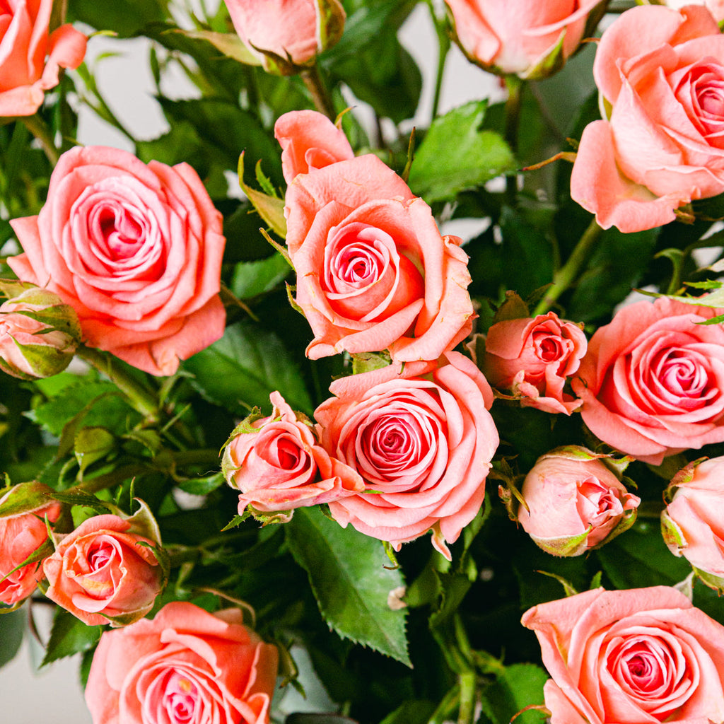 Rosey Rose Flora Queen