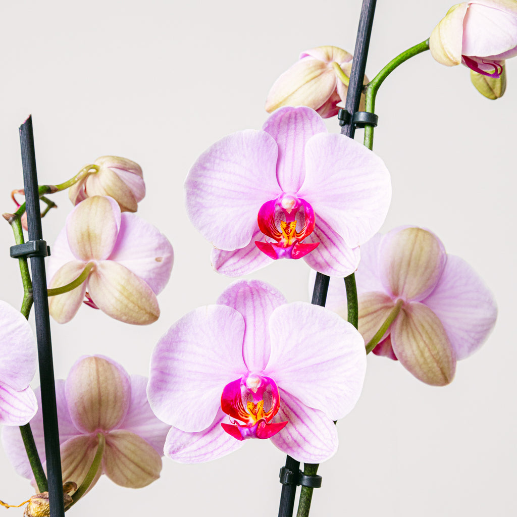 Tea Orchid Flora Queen