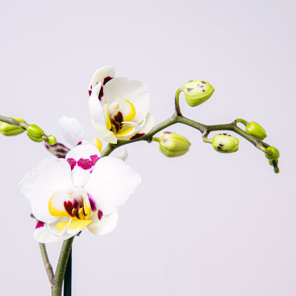 Sweet Marvel Flora Queen