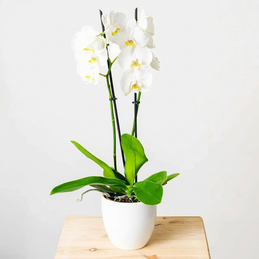 Snowflakes Dance - Orquídea blanca en maceta blanca